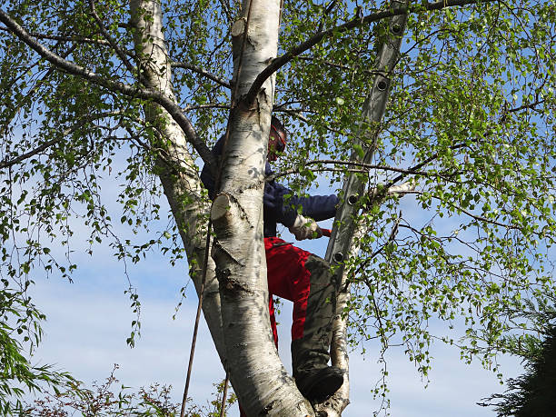 Reliable Newark, IL Tree Care Solutions